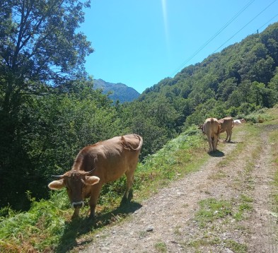 Vacas pirenaicas